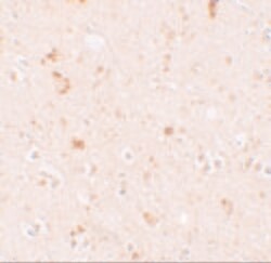 Invitrogen SH3RF2 Polyclonal Antibody 100 &mu;g; Unconjugated:Antibodies,