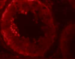 Invitrogen NALP9 Polyclonal Antibody 100 μg; Unconjugated:Antibodies,
