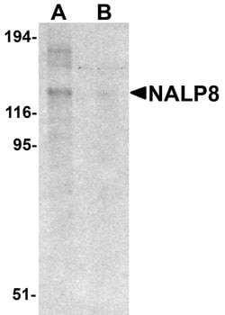 Invitrogen NALP8 Polyclonal Antibody 100 &mu;g; Unconjugated:Antibodies
