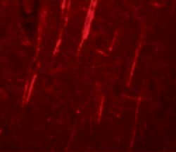 Invitrogen NALP12 Polyclonal Antibody 100 &mu;g; Unconjugated:Antibodies,