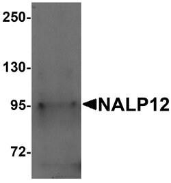 Invitrogen NALP12 Polyclonal Antibody 100 &mu;g; Unconjugated:Antibodies,