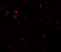 Invitrogen BANP Polyclonal Antibody 100 &mu;g; Unconjugated:Antibodies,