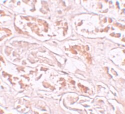 Invitrogen BANP Polyclonal Antibody 100 &mu;g; Unconjugated:Antibodies,