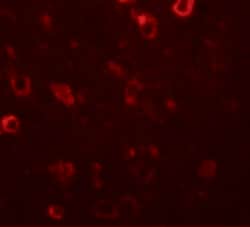 Invitrogen CIITA Polyclonal Antibody 100 &mu;g; Unconjugated:Antibodies,