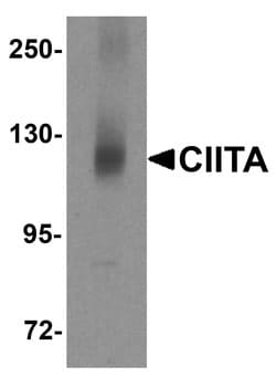 Invitrogen CIITA Polyclonal Antibody 100 &mu;g; Unconjugated:Antibodies,