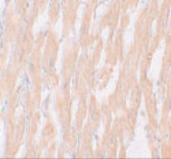 Invitrogen KPNA2 Polyclonal Antibody 100 &mu;g; Unconjugated:Antibodies,