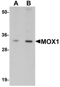 Invitrogen MOX1 Polyclonal Antibody 100 &mu;g; Unconjugated:Antibodies,