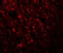 Invitrogen Staufen Polyclonal Antibody 100 &mu;g; Unconjugated:Antibodies,