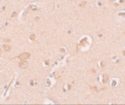 Invitrogen Staufen Polyclonal Antibody 100 &mu;g; Unconjugated:Antibodies,