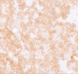 Invitrogen MFSD2A Polyclonal Antibody 100 &mu;g; Unconjugated:Antibodies,