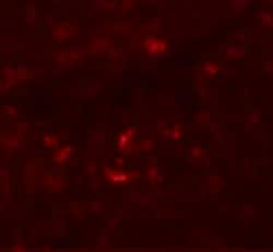 Invitrogen PIWIL1 Polyclonal Antibody 100 &mu;g; Unconjugated:Antibodies,