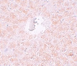 Invitrogen PIWIL1 Polyclonal Antibody 100 &mu;g; Unconjugated:Antibodies,