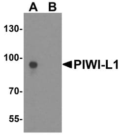 Invitrogen PIWIL1 Polyclonal Antibody 100 &mu;g; Unconjugated:Antibodies,