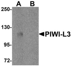 Invitrogen PIWIL3 Polyclonal Antibody 100 &mu;g | Buy Online | Invitrogen&trade; | Fisher Scientific
