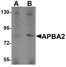 Invitrogen APBA2 Polyclonal Antibody 100 &mu;g | Buy Online | Invitrogen&trade; | Fisher Scientific