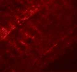 Invitrogen SYNPO2 Polyclonal Antibody 100 &mu;g | Buy Online | Invitrogen&trade; | Fisher Scientific