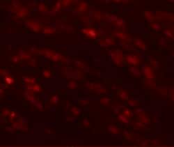 EFCAB4B Polyclonal Antibody:Antibodies, Polyclonal