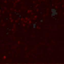 Invitrogen LMBRD1 Polyclonal Antibody 100 &mu;g; Unconjugated:Antibodies,