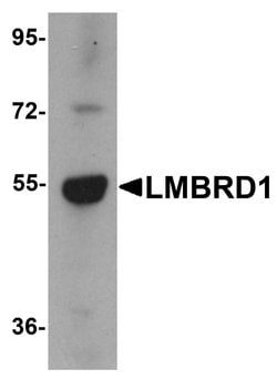 Invitrogen LMBRD1 Polyclonal Antibody 100 &mu;g; Unconjugated:Antibodies,