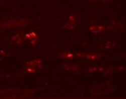 Invitrogen STOX2 Polyclonal Antibody 100 &mu;g | Buy Online | Invitrogen&trade; | Fisher Scientific