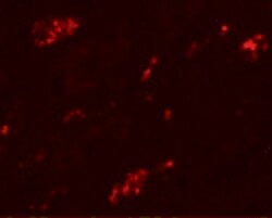 TMEM59 Polyclonal Antibody:Antibodies, Polyclonal
