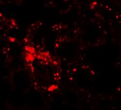 SLC39A6 Polyclonal Antibody:Antibodies, Polyclonal