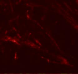 Invitrogen SLC39A7 Polyclonal Antibody 100 &mu;g; Unconjugated:Antibodies,