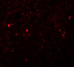 Invitrogen ZIP13 Polyclonal Antibody 100 &mu;g; Unconjugated:Antibodies,