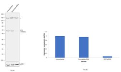 Invitrogen DPF2 Polyclonal Antibody 100 &mu;g; Unconjugated:Antibodies,