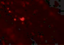 Invitrogen TFF3 Polyclonal Antibody 100 &mu;g; Unconjugated:Antibodies,