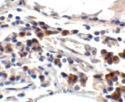 Invitrogen TFF3 Polyclonal Antibody 100 &mu;g; Unconjugated:Antibodies,