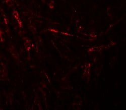 Invitrogen ZBTB4 Polyclonal Antibody 100 μg; Unconjugated:Antibodies,