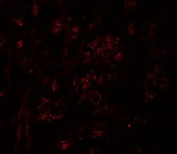 Invitrogen PION Polyclonal Antibody 100 &mu;g; Unconjugated:Antibodies,