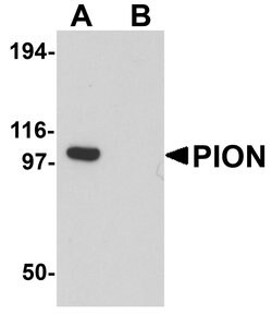 Invitrogen PION Polyclonal Antibody 100 &mu;g; Unconjugated:Antibodies,