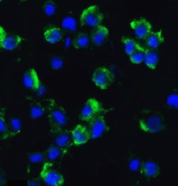 Invitrogen AXIN2 Polyclonal Antibody 100 &mu;g; Unconjugated:Antibodies,