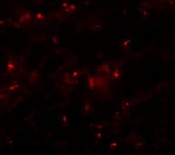Invitrogen AXIN2 Polyclonal Antibody 100 &mu;g; Unconjugated:Antibodies,