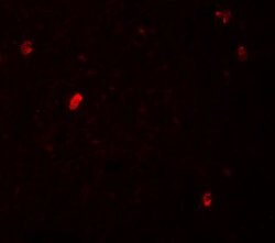 Invitrogen FBXL16 Polyclonal Antibody 100 μg; Unconjugated:Antibodies,
