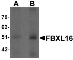 Invitrogen FBXL16 Polyclonal Antibody 100 μg; Unconjugated:Antibodies,