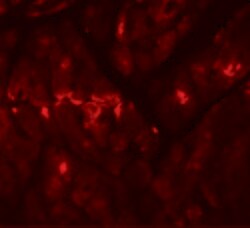 Invitrogen ZBTB9 Polyclonal Antibody 100 &mu;g; Unconjugated:Antibodies,