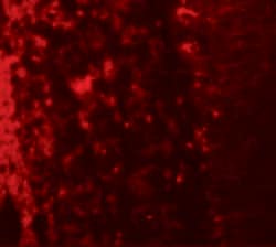 Invitrogen LRRTM2 Polyclonal Antibody 100 &mu;g | Buy Online | Invitrogen&trade; | Fisher Scientific