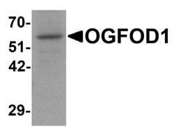 Invitrogen OGFOD1 Polyclonal Antibody 100 &mu;g; Unconjugated:Antibodies,