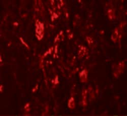 Invitrogen LRRTM4 Polyclonal Antibody 100 &mu;g; Unconjugated:Antibodies,