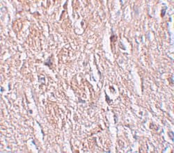 Invitrogen LRRTM4 Polyclonal Antibody 100 &mu;g; Unconjugated:Antibodies,