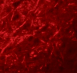 Invitrogen CTNNBL1 Polyclonal Antibody 100 μg; Unconjugated:Antibodies,
