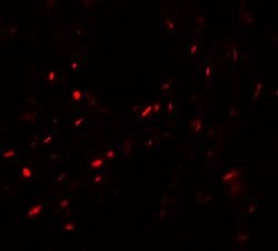 Invitrogen MYZAP Polyclonal Antibody 100 &mu;g; Unconjugated:Antibodies,