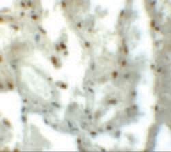 Invitrogen MYZAP Polyclonal Antibody 100 &mu;g; Unconjugated:Antibodies,