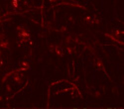 Invitrogen ZNF219 Polyclonal Antibody 100 &mu;g; Unconjugated:Antibodies,