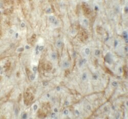 Invitrogen ZNF219 Polyclonal Antibody 100 &mu;g; Unconjugated:Antibodies,