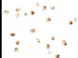 CD229 Polyclonal Antibody, Invitrogen 100 &mu;g; Unconjugated:Antibodies,