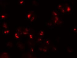 CD229 Polyclonal Antibody, Invitrogen 100 &mu;g; Unconjugated:Antibodies,